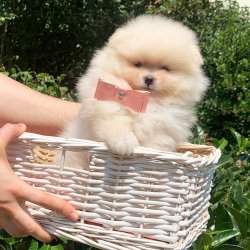Pomeranian Boo Safkan Pasaportlu Karneli Yavrularımız 1