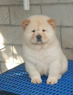 Satılık Chow Chow Yavruları 1