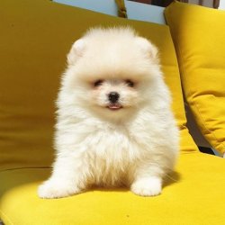 Orji̇nal Pomerani̇an Boo Yavrularımız 1