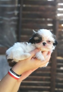 Minik Shihtzu Yavrumuz 2