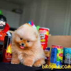 MiniBoy Taba Renk PomeranianBoo Yavrumuz 1