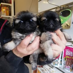 65 Gunluk Pekines Yavrularimiz 1