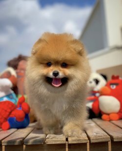-Orjinal  Teddybear Yüz Yapısına Sahip PomeranianBoo 2