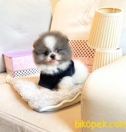 Blue-Beyaz Boo Pomeranian Yavrular 3
