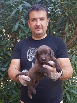 Labrador Yavruları Sizler İçin Tüm Renkleri 3