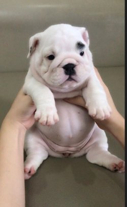İNGİLİZ BULLDOG YAVRULARI 2