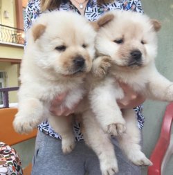 Üreti̇ci̇den Safkan Chow Chow Çi̇n Aslanı Yavruları 2