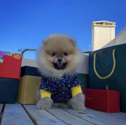 Orijinal Miniboy Pomeranianboo Yavrularımızdan 2