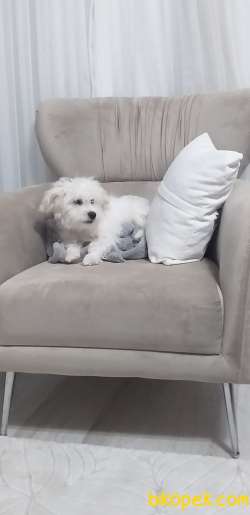 8 Aylık Erkek 0 Numara Maltese Terrier 1