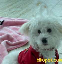 8 Aylık Erkek 0 Numara Maltese Terrier 2