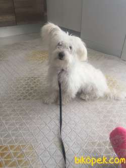 8 Aylık Erkek 0 Numara Maltese Terrier 3
