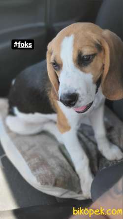 8 Aylık Erkek Beagle 1