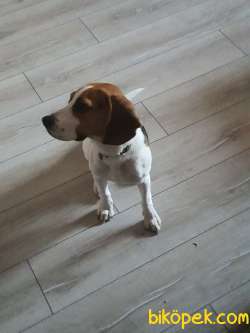 8 Aylık Erkek Beagle 2