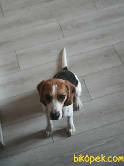 8 Aylık Erkek Beagle 3