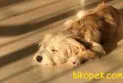 8 AYLIK ERKEK MALTİPOO KÖPEK 1