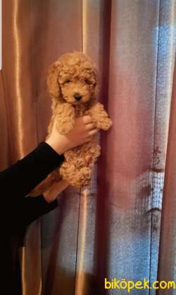2 Ve 3 AYLIK TOY POODLE  YAVRULAR 5