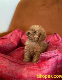 2 Ve 3 AYLIK TOY POODLE  YAVRULAR 3