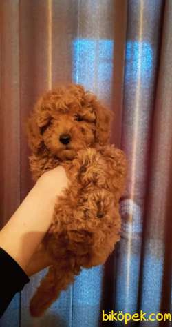 2 Ve 3 AYLIK TOY POODLE  YAVRULAR 2