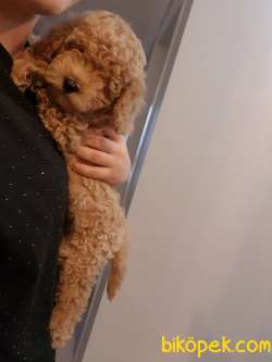 2 Ve 3 AYLIK TOY POODLE  YAVRULAR 1
