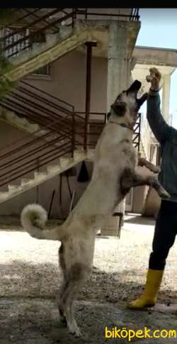 8 AYLIK SAFKAN REİNA 3