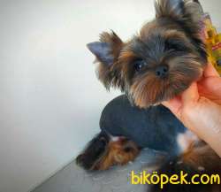 8 Aylık Show Kalitede A Şecere Evraklı Yorkshire Terrier 2