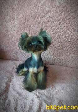 8 Aylık Show Kalitede A Şecere Evraklı Yorkshire Terrier 1