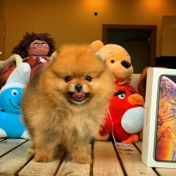 Küt Burun Yapısına Sahip PomeranianBoo Kızımız 1