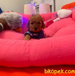 TOY POODLE YAVRULAR 2