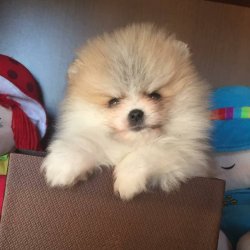 Secereli Irk Garantili Teddy Bear Pomeranian 1