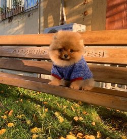 SAFKAN VE SAĞLIKLI POMERANİAN BOO 1