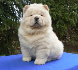 Satılık Chow Chow Yavruları 1
