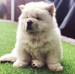 Satılık Safkan Chow Chow Yavruları 1