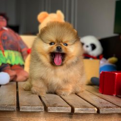 Kapıda Ödemeli Gönderim Pomeranian Yavrularımız 1