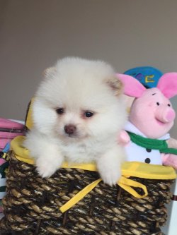 POMERANİAN BOO 2