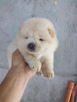Satılık Chow Chow Yavruları 5
