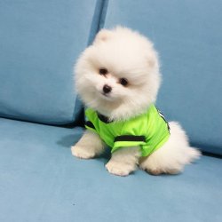 Pomeranian Boo Teddy Bear Yeni Gelen Yavrularımız 3