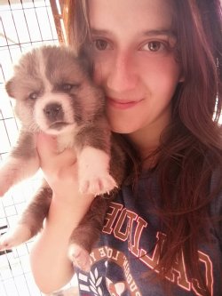 Üst Kalite Akita İ̇nu Yavrularımız 1
