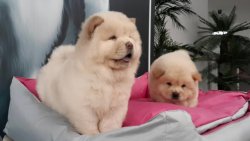 CHOW CHOW YAVRULARIMIZ 2