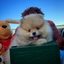 3 Aylık Orijinal Renk PomeranianBoo Kızımız 1