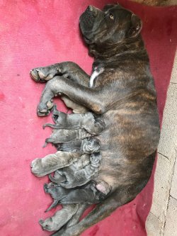 Ruhsatlı Köpek Çiftliğinden A Kalite CANE CORSA Yavruları 1