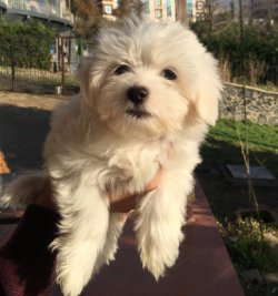 Safkan Maltese Yavrular 3