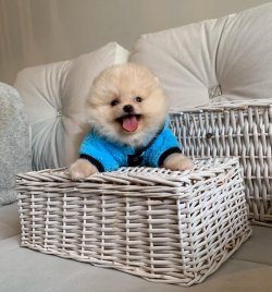 POMERANİAN BOO YAVRULARİMİZ 1