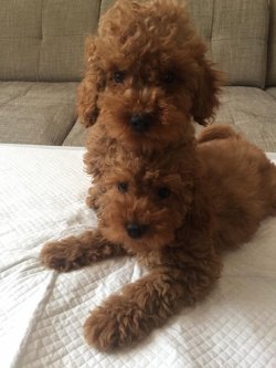 TOY POODLE  YAVRULARIMIZ SHOW KALİTE 1