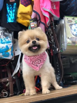 Pomerani̇an Boo 1