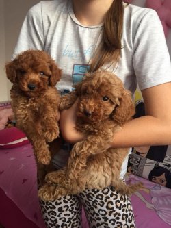 TOY POODLE RED VE APRİOT YAVRULARIMIZ 2