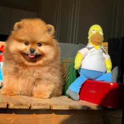 TeddyBear Yüz Yapısına Sahip PomeranianBoo Oğlumuz 1
