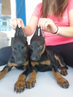 Satılık Üst Kalite Doberman Yavrularımız 1