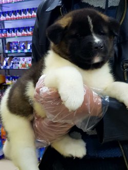 American Akita İnu Yavrularimiz 1