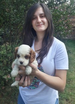 Cavalier King Charles Yavrularımız 2