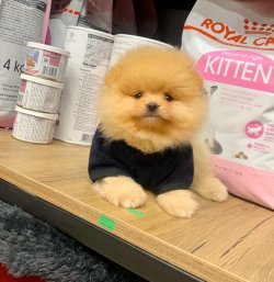 Pomeranian Teddy Face Erkek Yavrumuz 4